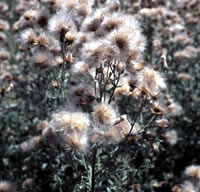 Canada Thistle bristly seed heads