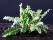 Canada Thistle before elongation