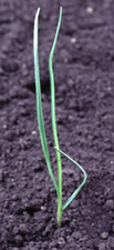 Tall Fescue seedling
