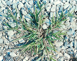 Crabgrass